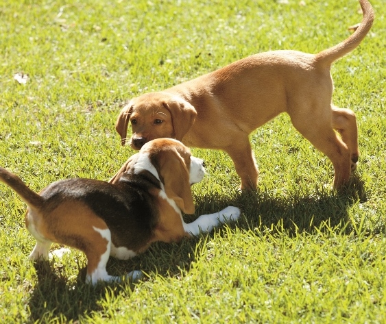 Merial has launched its second major campaign of the year, ‘Pets Will Be Pets’